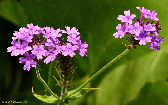 {Verbena rigida}